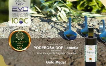 DOP Lametia Gold Medal